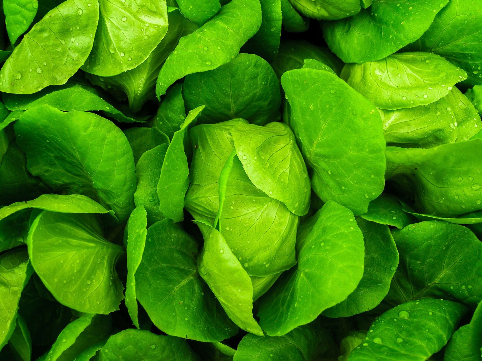 Hydroponic Farm